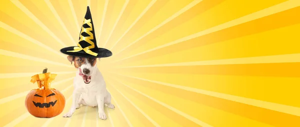 Advertising Banner Halloween Party Funny Jack Russell Terrier Pumpkin — Zdjęcie stockowe