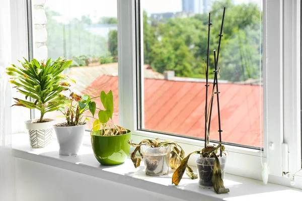 Wilted Houseplants Windowsill Room — стоковое фото