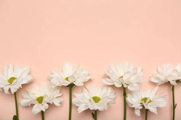 Beautiful Daisy Flowers Pink Background — Stock Photo, Image