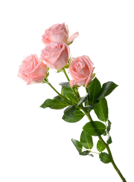 Beautiful Pink Roses White Background Royalty Free Stock Images