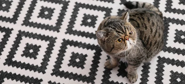 Cute Exotic Shorthair Cat Sitting Soft Carpet — Stock Photo, Image