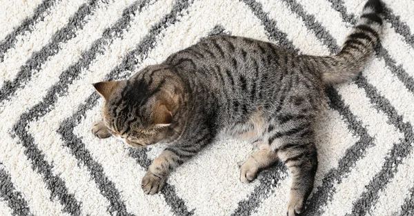 Cute Exotic Shorthair Cat Lying Soft Carpet — Stock Photo, Image