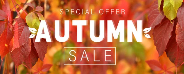 Banner Autumn Sale Virginia Creeper Plant Park — Stock Photo, Image