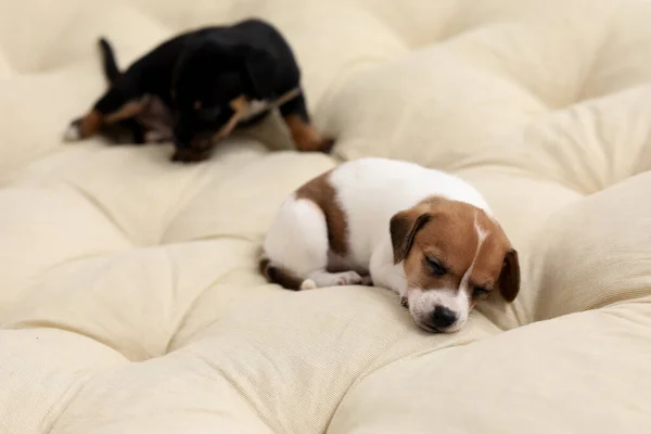 Cute Puppy Sleeping Cushion Home — Stock Photo, Image