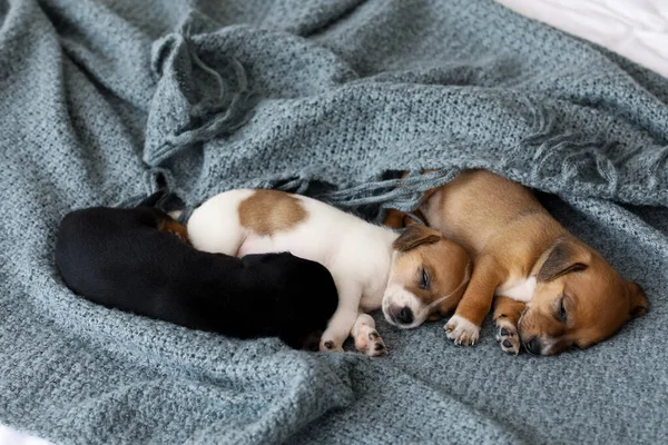 Cute Puppies Sleeping Bed — Stock Photo, Image