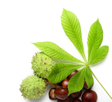 Beyaz arkaplanda yaprak olan kestaneler