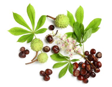 Beyaz arka planda yaprakları ve çiçekleri olan taze kestaneler