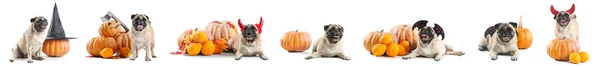 Set Van Schattige Pug Honden Met Halloween Decor Pompoenen Witte — Stockfoto
