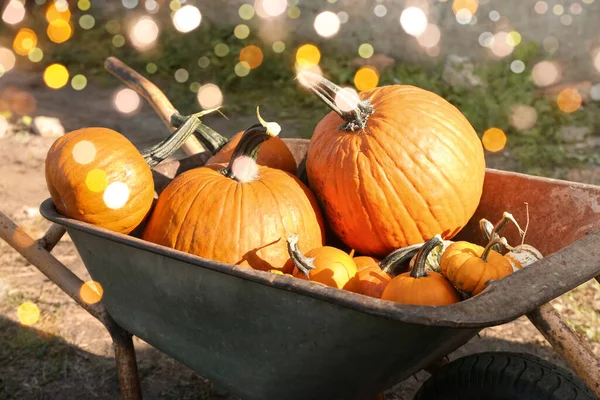 Fresh Pumpkins Metal Barrow Outdoors Halloween Celebration — Stock Photo, Image