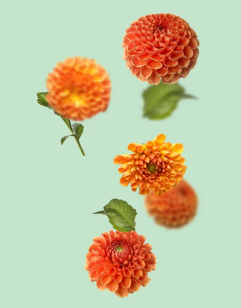 Flying Dahlia Flowers Light Background — Stock Photo, Image