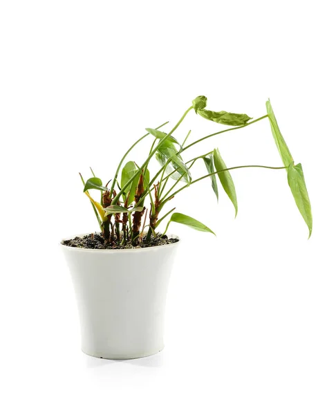 Wilted Houseplant Pot White Background — 스톡 사진