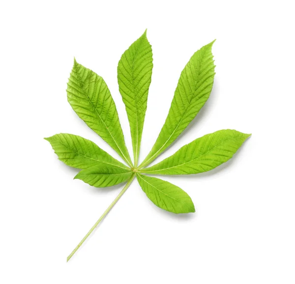 Grünes Kastanienblatt Auf Weißem Hintergrund — Stockfoto