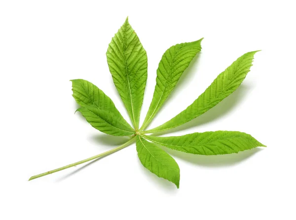 Green Leaf Chestnut White Background — Stock Photo, Image