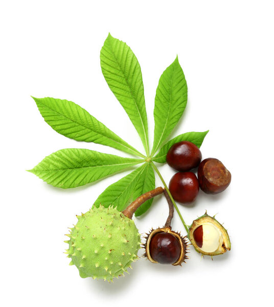 Fresh chestnuts with leaf on white background