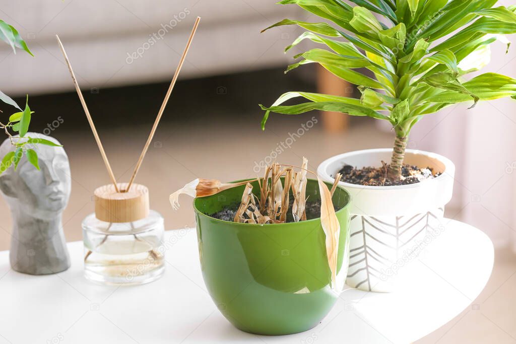 Wilted houseplants with reed diffuser and decor on table in living room, closeup