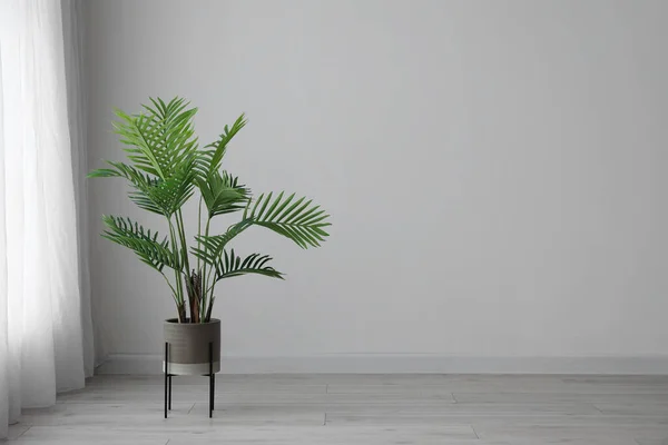 Пальмове Дерево Біля Світлої Завіси Кімнаті — стокове фото