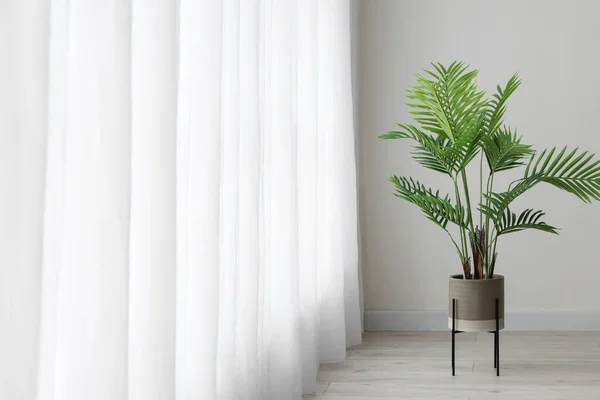 Palm tree near light curtain in room