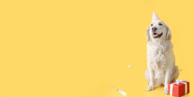 Parti şapkalı şirin Labrador köpeği ve sarı arka planda doğum günü hediyesi ve metin için yeri olan.