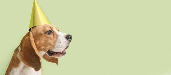 Roztomilý Bígl Pes Narozeninové Čepici Zeleném Pozadí Prostorem Pro Text — Stock fotografie