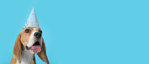 Cute Beagle dog in birthday hat on blue background with space for text