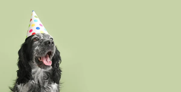 Yeşil Arka Planda Doğum Günü Şapkalı Şirin Köpek Mesaj Için — Stok fotoğraf