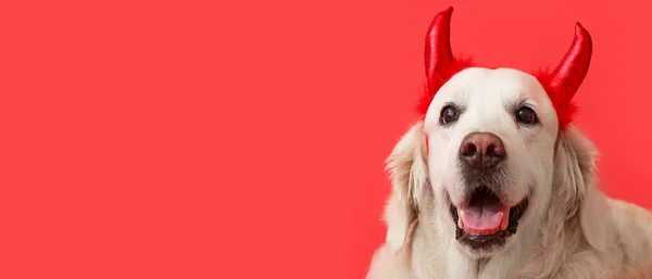 Cute Labrador Dog Halloween Horns Red Background Space Text — Stock Photo, Image