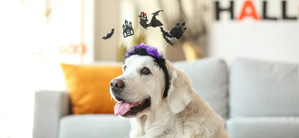 Roztomilý Labrador Pes Halloweenskou Výzdobou Doma — Stock fotografie