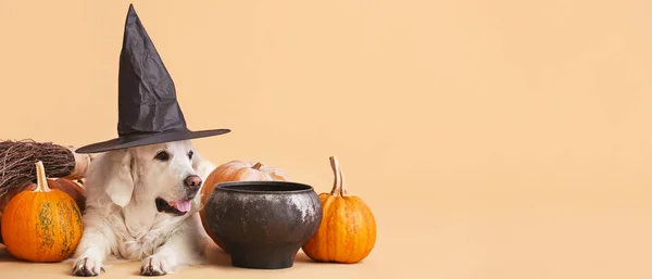 Cute Labrador dog in witch's hat, with cauldron and pumpkins on beige background with space for text. Halloween celebration