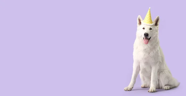 紫丁香背景上戴着派对帽的可爱的白狗 有文字的空间 — 图库照片