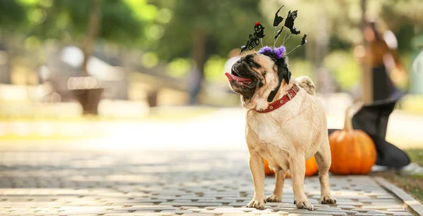 Roztomilý Pug Pes Halloween Dekor Venku — Stock fotografie