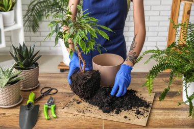 Kadın evde çiçek ağacı naklediyor.