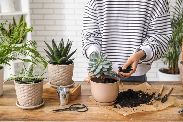 Woman Transplanting Succulent Plant Home — Stock Photo, Image