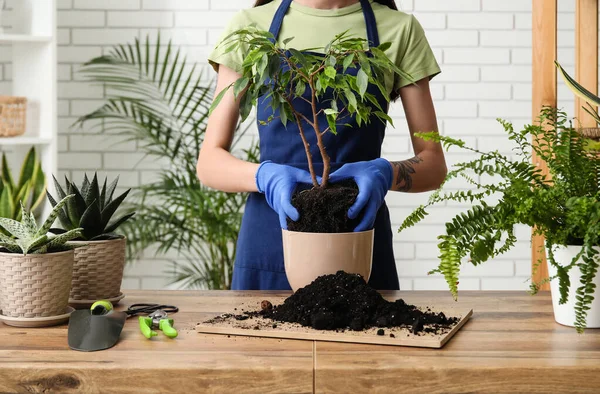 Woman Transplanting Ficus Tree Home — Stock Photo, Image