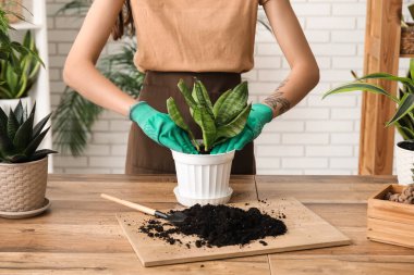 Evde saksı nakli yapan bir kadın.