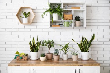 Beyaz tuğla duvarın yanındaki tezgahlarda farklı bitkiler var.