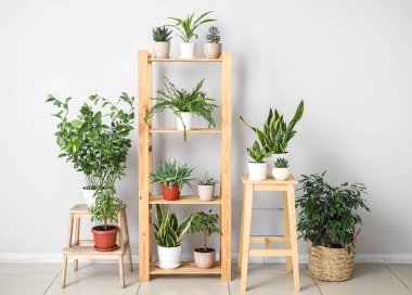 Tabureler ve raf ünitesi. Işık duvarının yanında farklı bitkiler var.