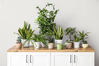 Işık duvarının yanındaki tezgahlarda farklı bitkiler var.