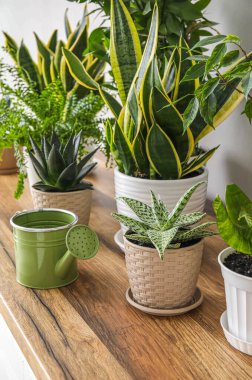 Işık duvarının yanındaki masada farklı bitkiler var.