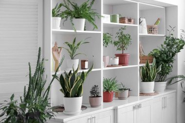 Aydınlık duvarın yanında farklı ev bitkileri olan büyük bir raf ünitesi.