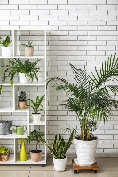 Regaleinheit Mit Verschiedenen Zimmerpflanzen Der Nähe Der Weißen Ziegelwand — Stockfoto