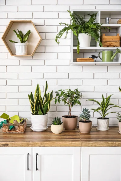 Different Houseplants Counters White Brick Wall — Stock Photo, Image