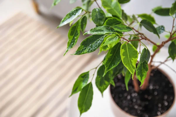 Ficus Benjamina Atas Meja Ruang Tamu Yang Terang Closeup — Stok Foto