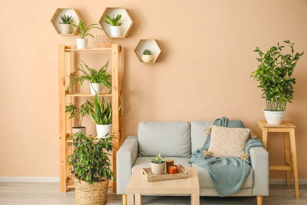 Interior Stylish Living Room Houseplants Sofa Shelving Unit — Stock Photo, Image