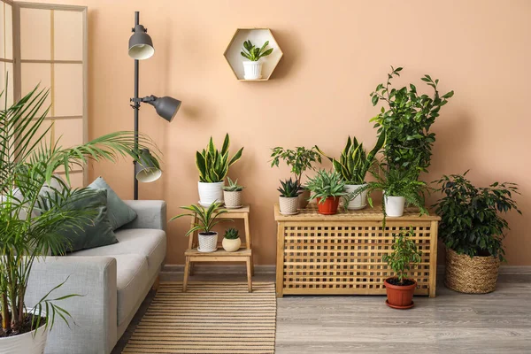 Interior Stylish Living Room Houseplants Sofa Stepladder — Stock Photo, Image