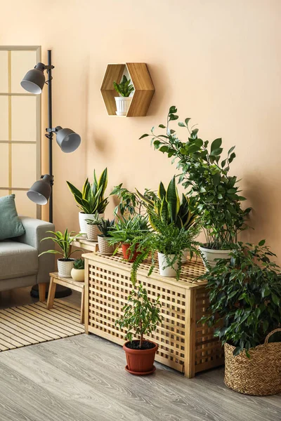 Interior Stylish Living Room Houseplants Table Stepladder — Stock Photo, Image