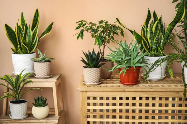 Escalera Mesa Con Diferentes Plantas Interior Cerca Pared Beige — Foto de Stock