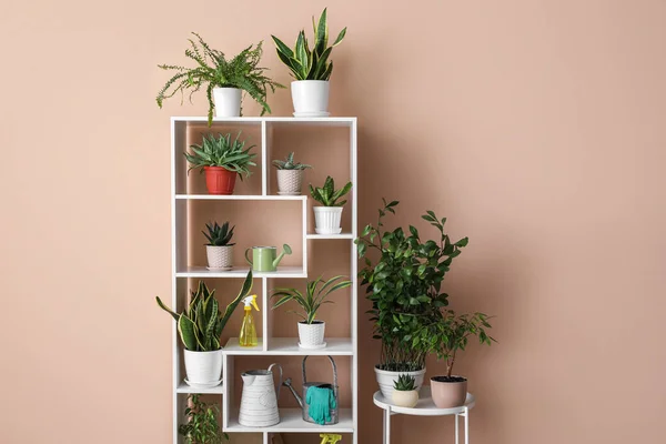 Mesa Estantería Con Diferentes Plantas Interior Cerca Pared Beige — Foto de Stock