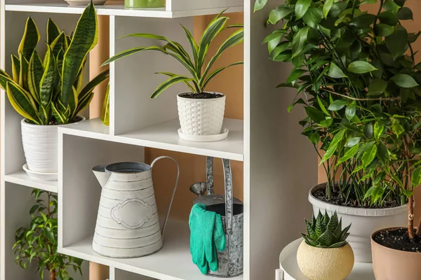 Table Shelving Unit Different Houseplants Beige Wall — Stock Photo, Image