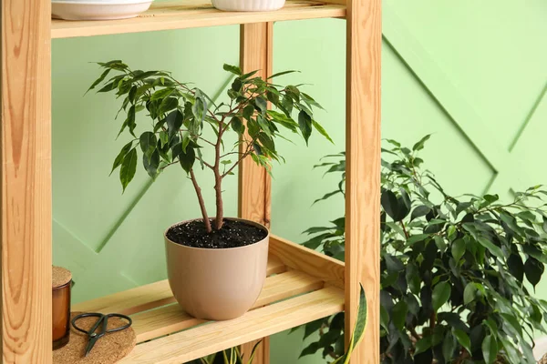 Ficus Tree Wooden Shelf Green Wall — Stock Photo, Image