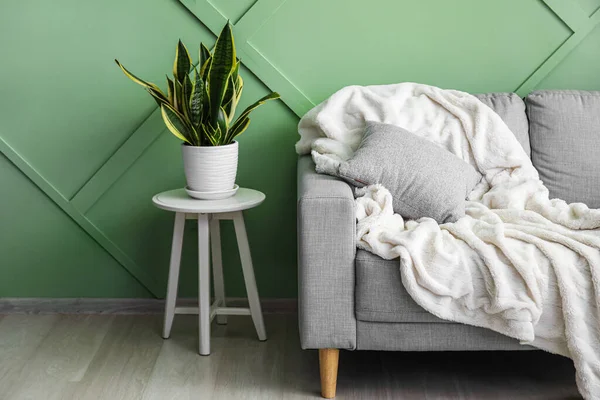 Mesa Con Planta Interior Sofá Gris Cerca Pared Verde —  Fotos de Stock